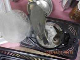 KOT-2821　さくら文鳥の雛　挿し餌中