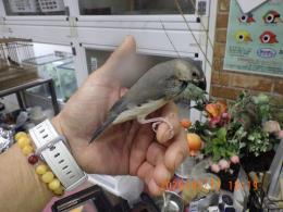 KOT-2821　さくら文鳥の雛　挿し餌中