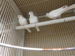 HT-1061　25年後半期のギンバト　