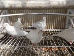 HT-1061　25年後半期のギンバト　