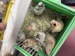 KOT-2822　文鳥の雛(シルバー・シナモン)