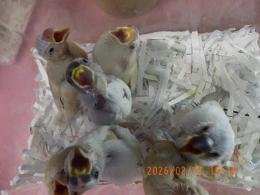 KOT-2822　文鳥の雛(シルバー・シナモン)