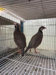 TA-986　イワシャコ　雄雌