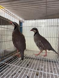 TA-986　イワシャコ　雄雌