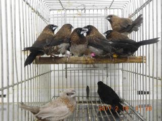 Kot 27 ヨーロッパ十姉妹1羽の価格 キットウココ ペット部