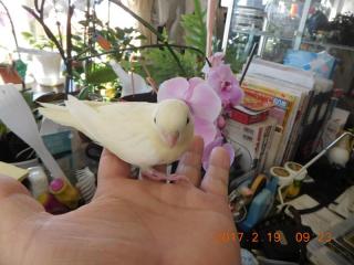 IN-2906 サザナミインコ・クリームイノの雛 | キットウココ ペット部