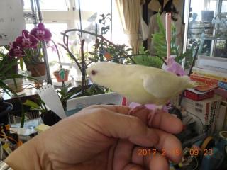 IN-2906 サザナミインコ・クリームイノの雛 | キットウココ ペット部