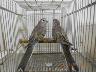 In 2910 アキクサインコ ノーマルの若 キットウココ ペット部