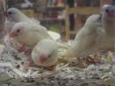 KOT-2504　白文鳥の雛　更新しました。