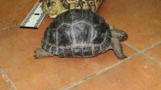 Ki 315 海外cb アルダブラゾウガメ 更新 キットウココ ペット部