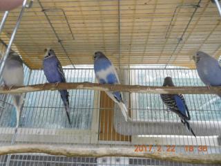 TA-650 16年ジャンボセキセイインコ ブルー♀ | キットウココ ペット部