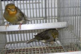 KOT-2823　グロスターカナリヤ　25年雄