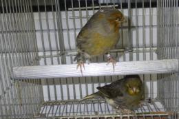 KOT-2823　グロスターカナリヤ　25年雄