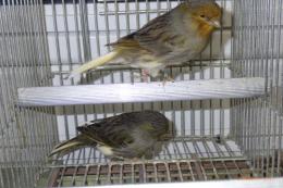 KOT-2823　グロスターカナリヤ　25年雄