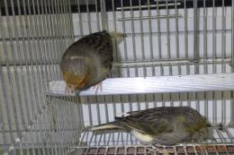 KOT-2823　グロスターカナリヤ　25年雄