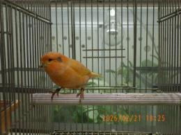 KOT-2825　グロスターカナリヤ　25年雄