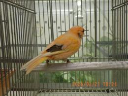 KOT-2825　グロスターカナリヤ　25年雄