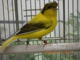 KOT-2826　グロスターカナリヤコロネット　25年雄