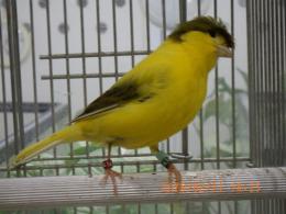 KOT-2826　グロスターカナリヤコロネット　25年雄