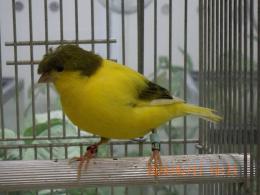 KOT-2826　グロスターカナリヤコロネット　25年雄