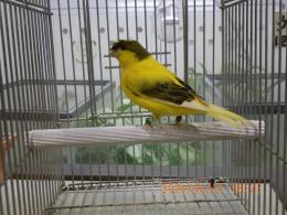 KOT-2826　グロスターカナリヤコロネット　25年雄