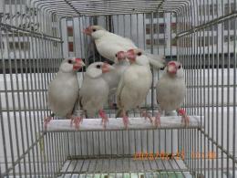 KOT-2827　色変わり文鳥の雄雌で　