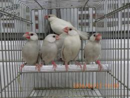 KOT-2827　色変わり文鳥の雄雌で　