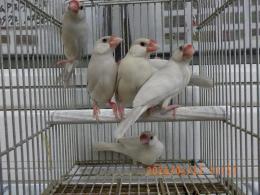 KOT-2827　色変わり文鳥の雄雌で　