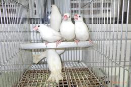 KOT-2828　白文鳥の雄　