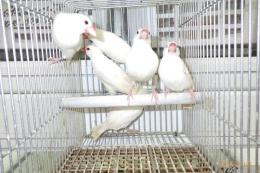 KOT-2828　白文鳥の雄　