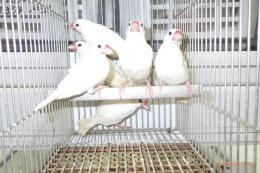 KOT-2828　白文鳥の雄　