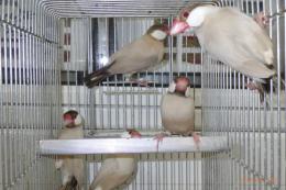 KOT-2829　シナモン文鳥　雄