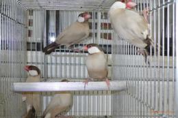 KOT-2829　シナモン文鳥　雄