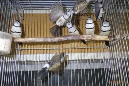 KOT-2830　ベルギー産　カノコスズメ