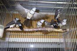 KOT-2830　ベルギー産　カノコスズメ