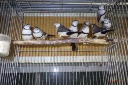 KOT-2830　ベルギー産　カノコスズメ