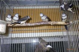 KOT-2830　ベルギー産　カノコスズメ