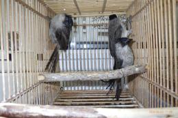 KOT-2831 コシジロヒヨドリ　雄雌で