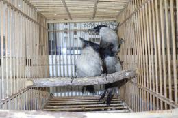 KOT-2831 コシジロヒヨドリ　雄雌で