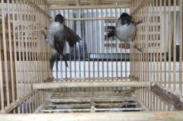 KOT-2831 コシジロヒヨドリ　雄雌で