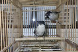 KOT-2831 コシジロヒヨドリ　雄雌で