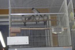 KOT-2831 コシジロヒヨドリ　雄雌で