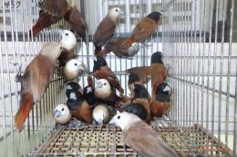 KOT-2832　ヘキチョウ・キンパラ・アミメチョウなど6羽で