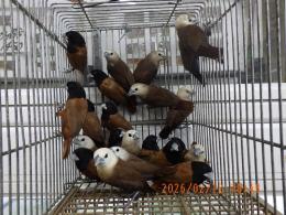 KOT-2832　ヘキチョウ・キンパラ・アミメチョウなど6羽で