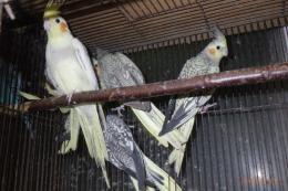 IN-4420　パール・パールパイドのオカメインコ　25年生　雌