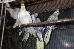 IN-4420　パール・パールパイドのオカメインコ　25年生　雌