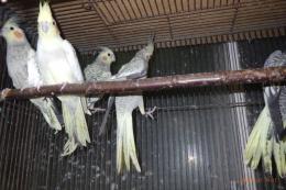 IN-4420　パール・パールパイドのオカメインコ　25年生　雌