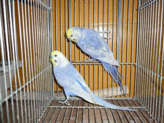 ｷｯﾄｳｺｺ ﾍﾟｯﾄ部/商品詳細 IN-1735 ｾｷｾｲｲﾝｺ・ﾚｲﾝﾎﾞｰのﾍﾟｱ