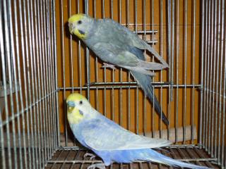 IN-1736 セキセイインコ・レインボー 雄雌で | キットウココ ペット部