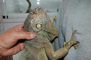KI-074 m級のグリーンイグアナ | キットウココ ペット部